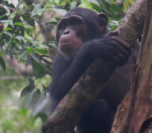 Chimpanzé dans un arbre