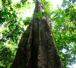 Tronc d'arbre avec des feuilles